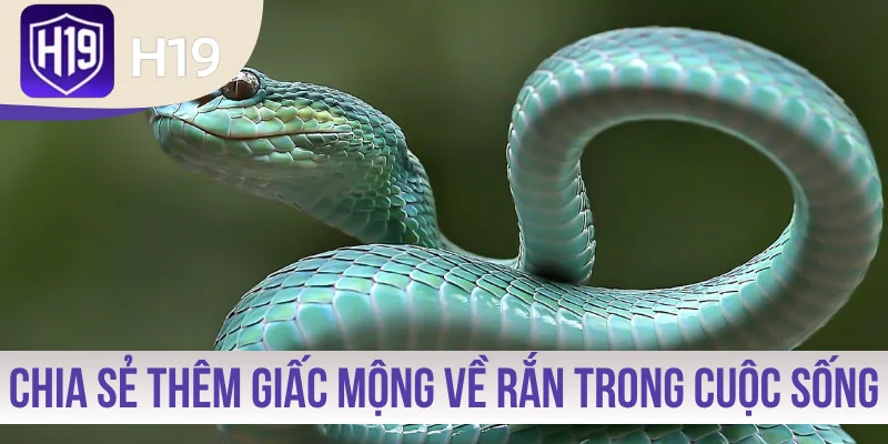 Chia sẻ thêm giấc mộng về rắn trong cuộc sống