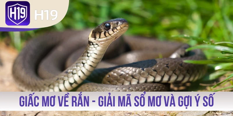 Giấc Mơ Về Rắn - Giải Mã Sổ Mơ Và Gợi Ý Số Tài Lộc 100%