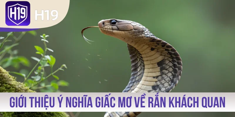 Giới thiệu về ý nghĩa giấc mơ về rắn khách quan